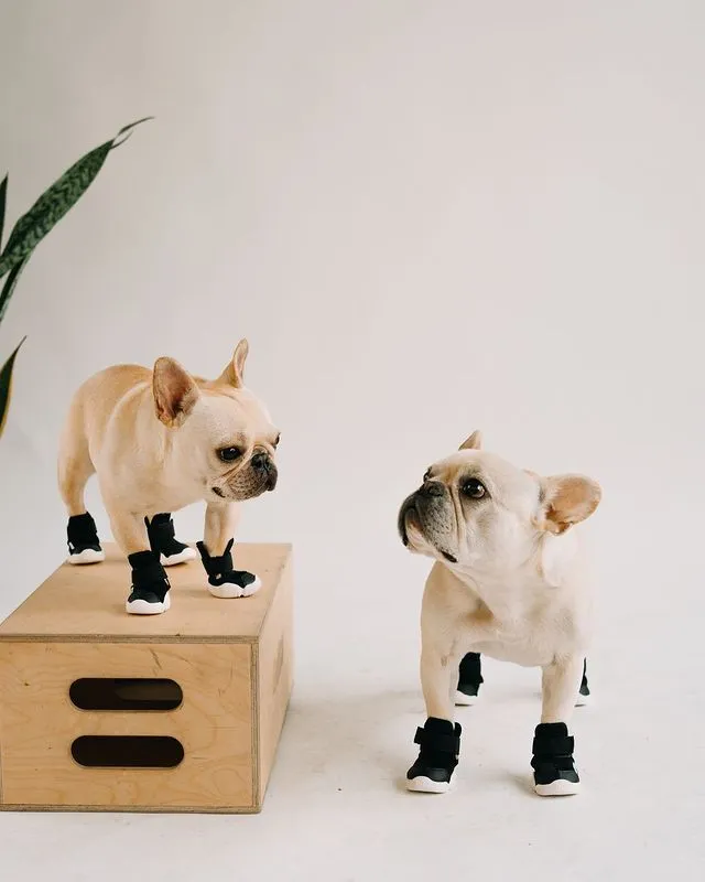 Caesar 1 Dog Sneaker (1 pair of 2 shoes)