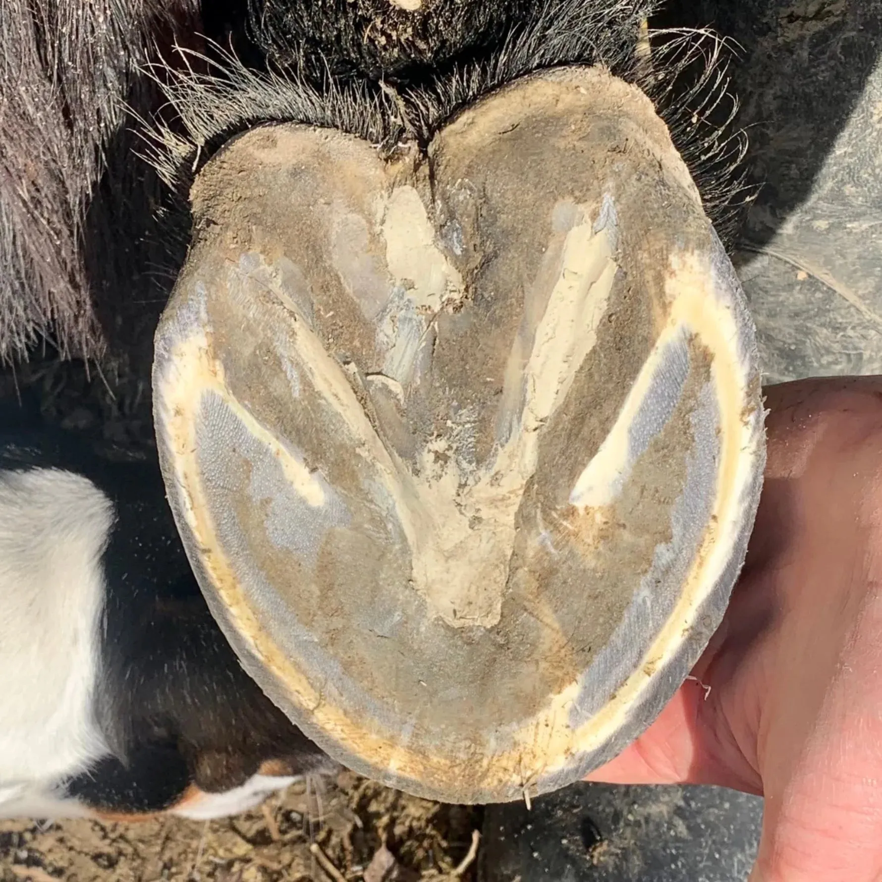 Eco Horse Hoof Helper Clay Combo with Copper Sulphate