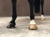 Smart Grooming Hoof Shine